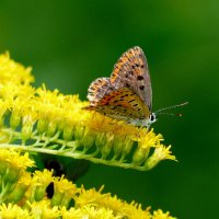 любят бабочки золотарник 12 :: Александр Прокудин