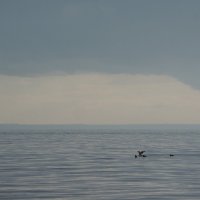 утки на Финском заливе :: sv.kaschuk 