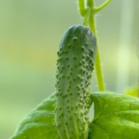 cucumber :: Zinovi Seniak