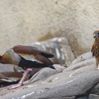 птицы и не только московского зоопарка. :: юрий макаров