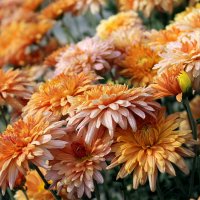 Цветы осени :: tamara kremleva
