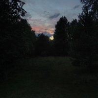 Лес в ожидании ночи :: Денис Бочкарёв