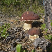 Белые грибочки в онежском лесу :: Марина Никулина