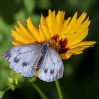 butterfly :: Zinovi Seniak