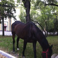 Лошадь :: Мара Абрамова