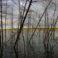 Плавающий лес :: Николай Гирш