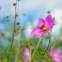 Пчелка на цветке. :: Татьяна Семенова