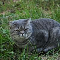 Раскормленный котяра :: Светлана 