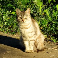 Деревенская кошка :: Андрей Снегерёв