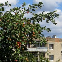 Щедрая яблонька угощает прохожих спелыми плодами :: Татьяна Смоляниченко