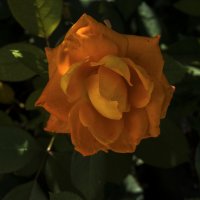 Оранжевая  роза :: Валентин Семчишин