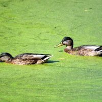 Плавали утки в зелёном пруду... :: Ольга (crim41evp)