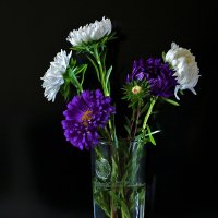 Астры - сентябрьские цветы :: Светлана 