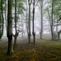 Сказочный лес :: Валерий Т