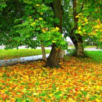 На ковре из кленовых листьев. :: Татаурова Лариса 