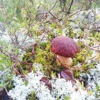 Боровой белый гриб :: Артём Орлов