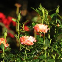 Сентябрьские розы... :: Tatiana Markova