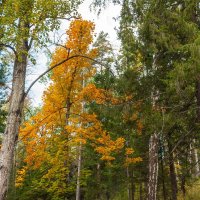 Осенний лес. :: Алексей Трухин