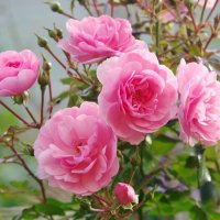 Розовые розы :: Ирина Баскакова