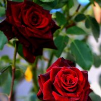Розы у стен храма :: Надежд@ Шавенкова