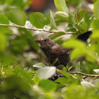 Птичка в кустах черноплодки :: Aнна Зарубина