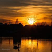 Одинокий лебедь на закате летнего дня :: Анатолий Клепешнёв