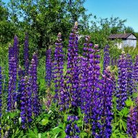 сельский пейзаж :: Владимир 