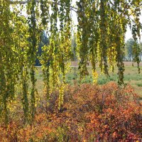 Осень :: tamara kremleva