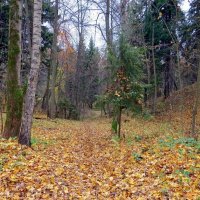 В осеннем лесу :: Вера Щукина
