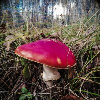 Красный гриб :: Андрей Анкудинов