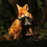 Лисица(Vulpes vulpes) :: Иван 