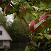 Осенние яблоки. :: Олег Бабурин