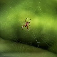spider :: Zinovi Seniak