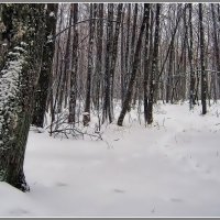 Мистерия зимнего леса :: Руслан Сорочинский