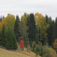 Северная Осень :: OLGA 