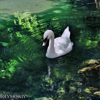 Белый лебедь на пруду :: Mikhail Irtyshskiy