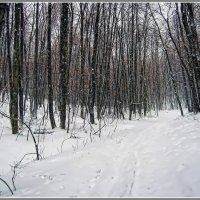 Мистерия зимнего леса. :: Руслан Сорочинский