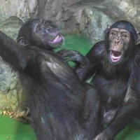 Шимпанзе. :: Михаил Измайлов