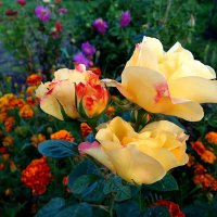 Осенние розы :: Антонина Гугаева