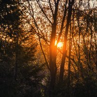 восход солнца в лесу. :: petyxov петухов