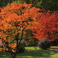 Осенние сказки Японского сада. :: Николай Кондаков
