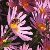 Солнышко светит, цветы и пчёлки радуют... Красивый октябрь! :: Тамара Бедай 