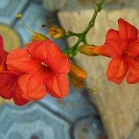 Цветы  в  августе :: Валентин Семчишин