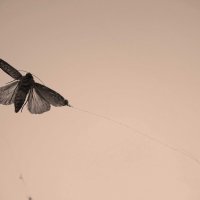 Бабочка :: Юлия Денискина