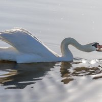 Лебеди на Шумилинском озере :: Анатолий Клепешнёв