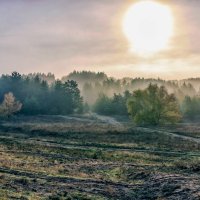 Туманность утра над лесом.. :: Юрий Стародубцев
