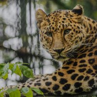 Дальневосточный леопард. :: Михаил Измайлов