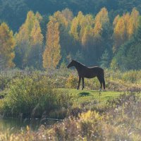 Осенний выгул. :: Виктор Евстратов