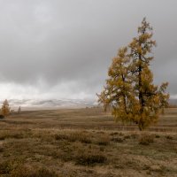 Непогода в курайской степи. :: Марина Фомина.
