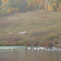 Осеннее утро :: Женя Лузгин